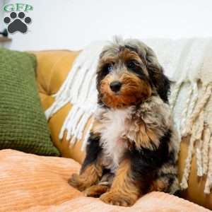 Jon, Mini Bernedoodle Puppy